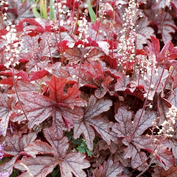 Heucherella 'Gunsmoke' (069296)