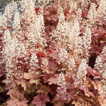 Heucherella 'Honey Rose' (069299)