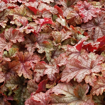 Heucherella 'Honey Rose' (069300)