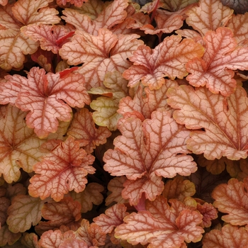 Heucherella 'Honey Rose' (069301)