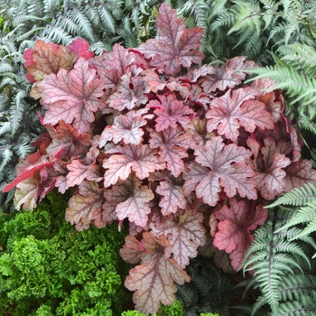 Heucherella 'Honey Rose' (069302)