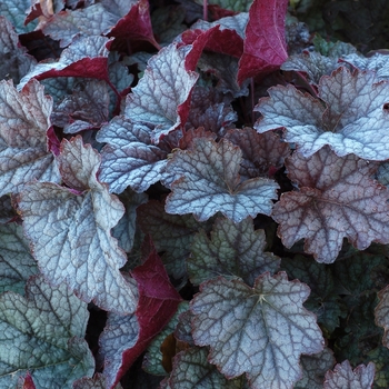 Heucherella 'Twilight' (069305)