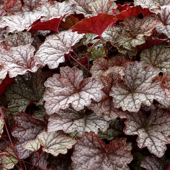 Heucherella 'Twilight' (069306)