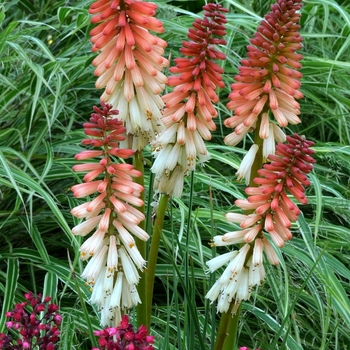 Kniphofia Popsicle™ 'Orange Vanilla' (069412)