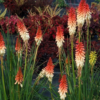 Kniphofia Popsicle™ 'Orange Vanilla' (069413)