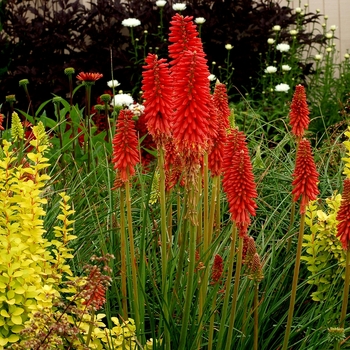 Kniphofia Popsicle™ 'Redhot' (069417)