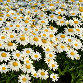 Leucanthemum x superbum 'Snowbound' (069419)