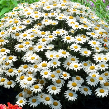 Leucanthemum x superbum 'Snowbound' (069421)