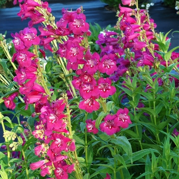 Penstemon Taffy™ 'Boysenberry' (069425)