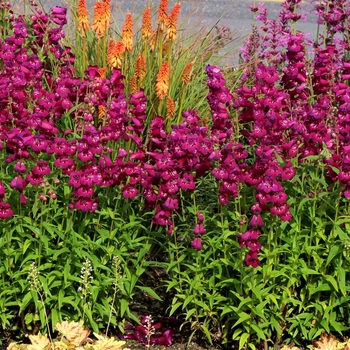 Penstemon Taffy™ 'Boysenberry' (069427)