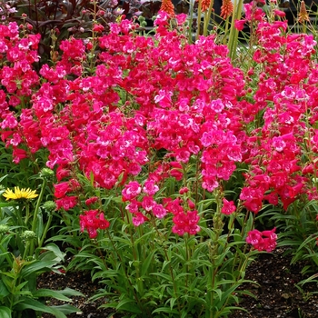 Penstemon Cha Cha™ 'Hot Pink' (069429)