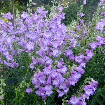 Penstemon Cha Cha™ 'Lavender' (069432)