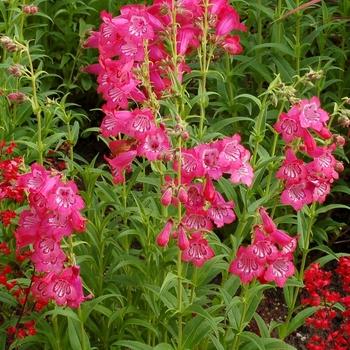 Penstemon Cha Cha™ 'Pink' (069435)