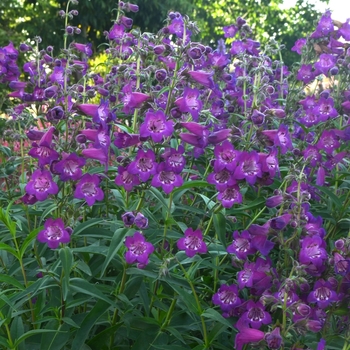 Penstemon Cha Cha™ 'Purple' (069437)