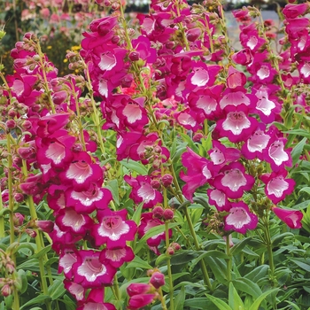 Penstemon Taffy™ 'Grape' (069438)