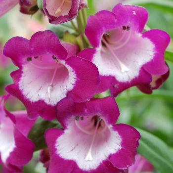 Penstemon Taffy™ 'Grape' (069440)