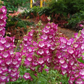 Penstemon Taffy™ 'Grape' (069441)