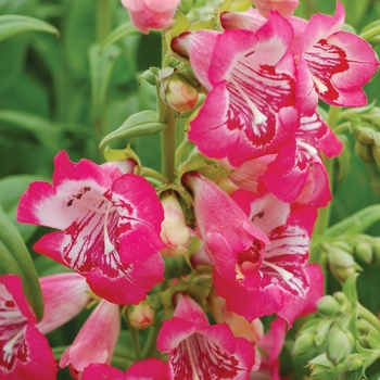 Penstemon Taffy™ 'Strawberry' (069443)