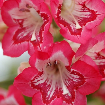 Penstemon Taffy™ 'Strawberry' (069444)