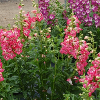 Penstemon Taffy™ 'Strawberry' (069445)