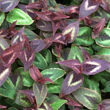 Persicaria 'Dragon's Eye' (069448)