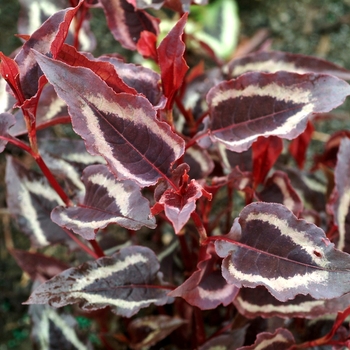 Persicaria 'Dragon's Eye' (069449)