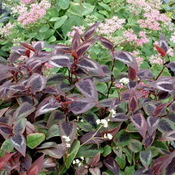 Persicaria 'Dragon's Eye' (069450)