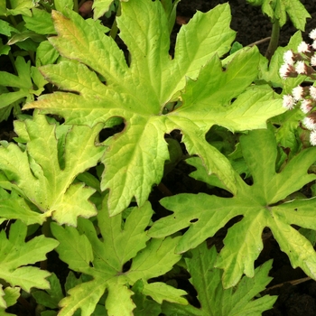 Petasites frigidus var. palmatus 'Golden Palms' (069452)