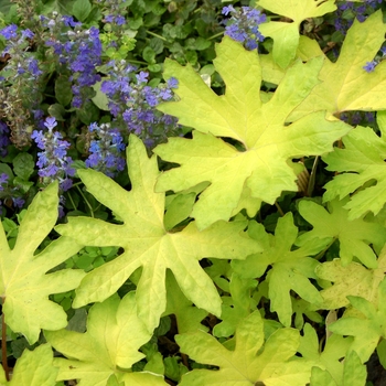 Petasites frigidus var. palmatus 'Golden Palms' (069453)