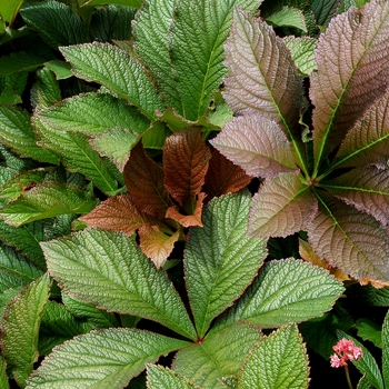 Rodgersia pinnata 'Bronze Peacock' (069456)