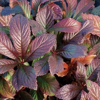 Rodgersia pinnata 'Bronze Peacock' (069460)