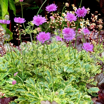 Scabiosa 'Vivid Imagination' (069468)