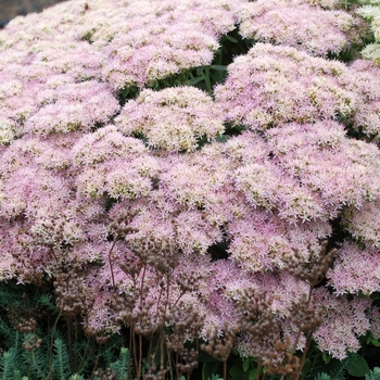 Sedum spectabile 'Crystal Pink' (069469)