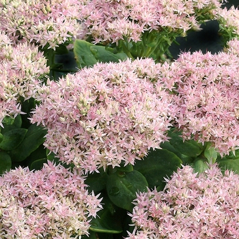 Sedum spectabile 'Crystal Pink' (069470)