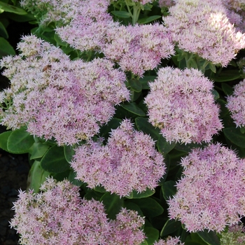 Sedum spectabile 'Crystal Pink' (069471)