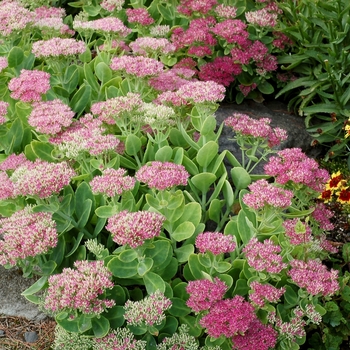 Sedum spectabile 'Crystal Pink' (069473)