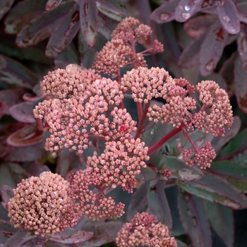 Sedum telephium 'Marina' (069476)