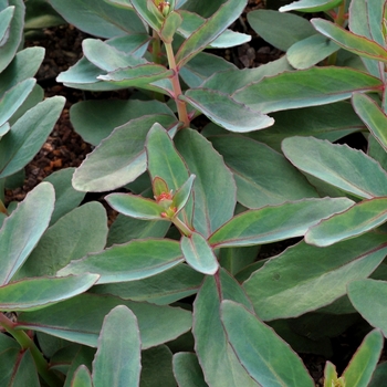 Sedum telephium 'Marina' (069477)