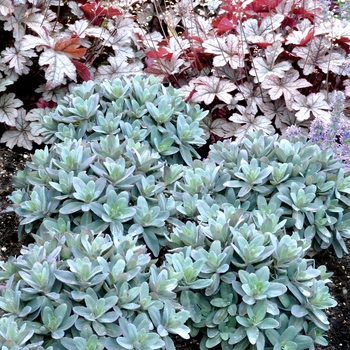 Sedum telephium 'Marina' (069479)