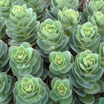 Sedum telephium 'Rosetta' (069483)