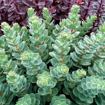 Sedum telephium 'Rosetta' (069484)