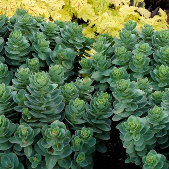 Sedum telephium 'Rosetta' (069485)