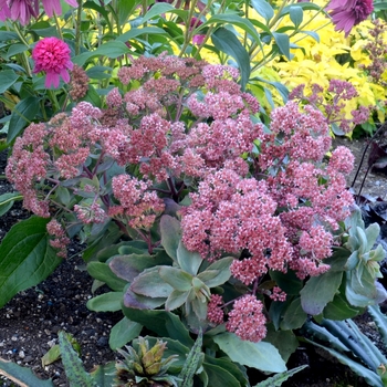 Sedum telephium Touchdown™ 'Breeze' (069486)