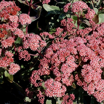 Sedum telephium Touchdown™ 'Breeze' (069487)