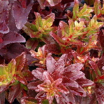 Sedum telephium Touchdown™ 'Flame' (069492)