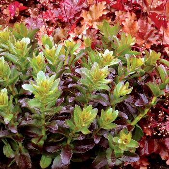 Sedum telephium Touchdown™ 'Flame' (069493)