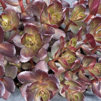 Sedum telephium Touchdown™ 'Teak' (069502)