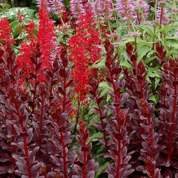 Sedum telephium Touchdown™ 'Teak' (069503)