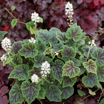 Tiarella 'Appalachian Trail' (069505)