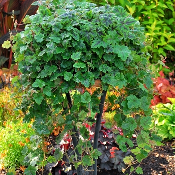 Tiarella 'Happy Trails' (069508)